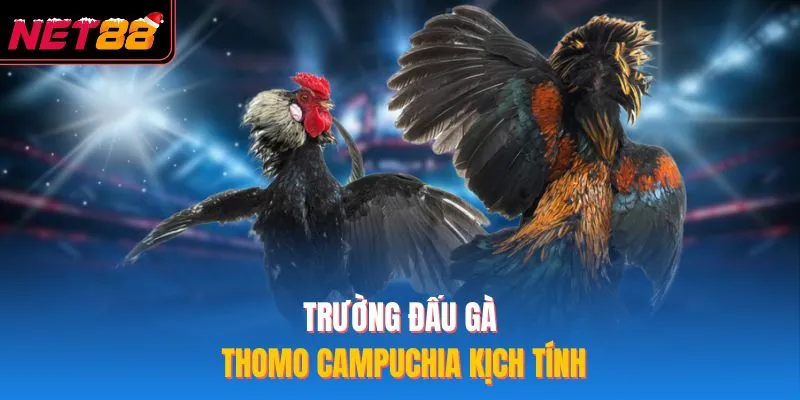 Trường đấu gà Thomo Campuchia kịch tính